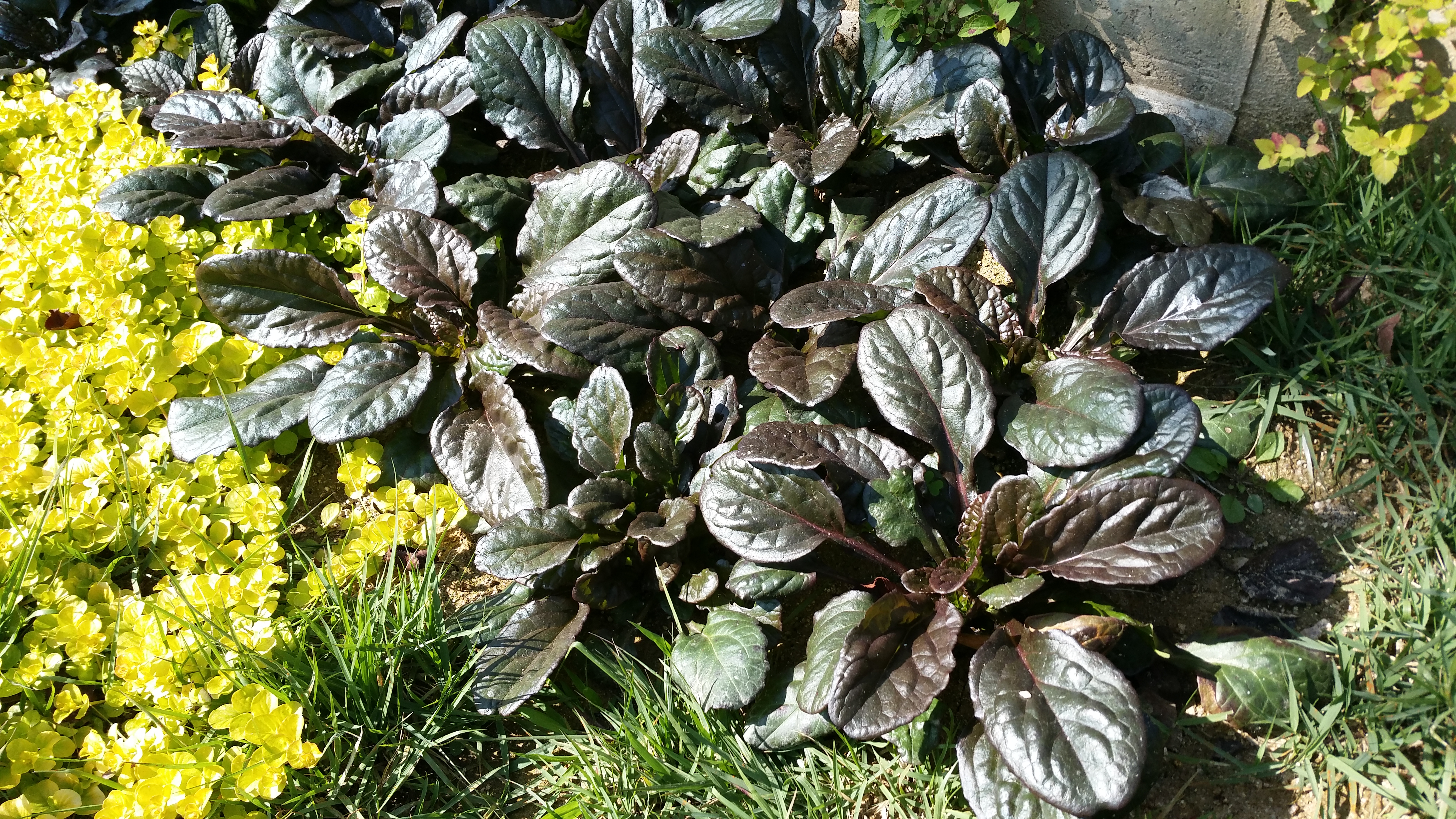 Ajuga reptans 'Catlin`s Giant'